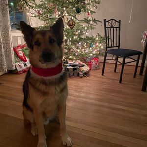 Meet your Posher, Louise